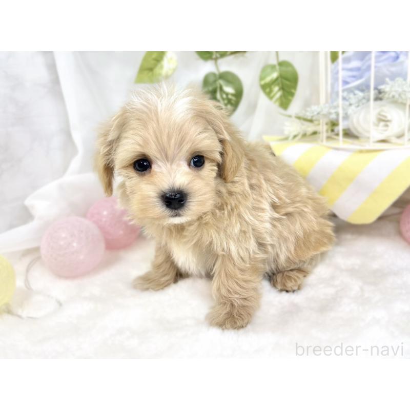 成約済の滋賀県のマルプー:マルチーズ×トイプードル-423347の3枚目