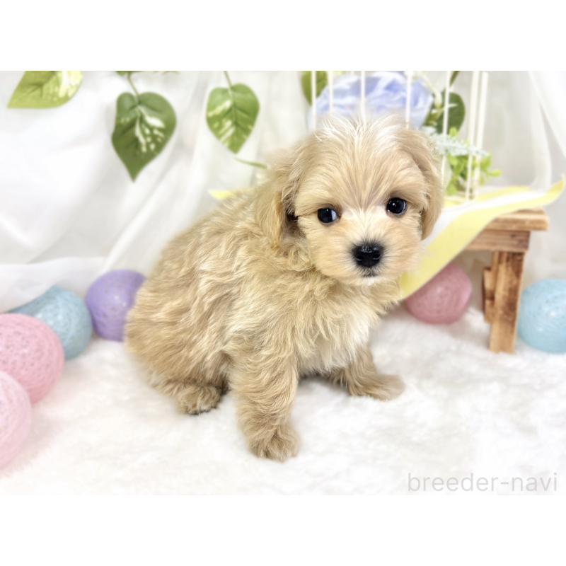 成約済の滋賀県のマルプー:マルチーズ×トイプードル-423347の2枚目