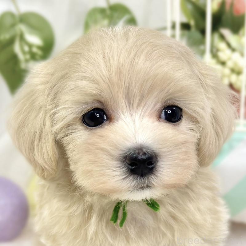 販売中の滋賀県のマルプー:マルチーズ×トイプードル-423349