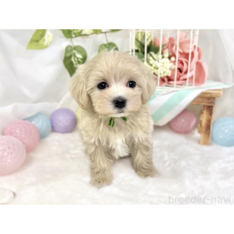 成約済の滋賀県のマルプー:マルチーズ×トイプードル-423349の4枚目