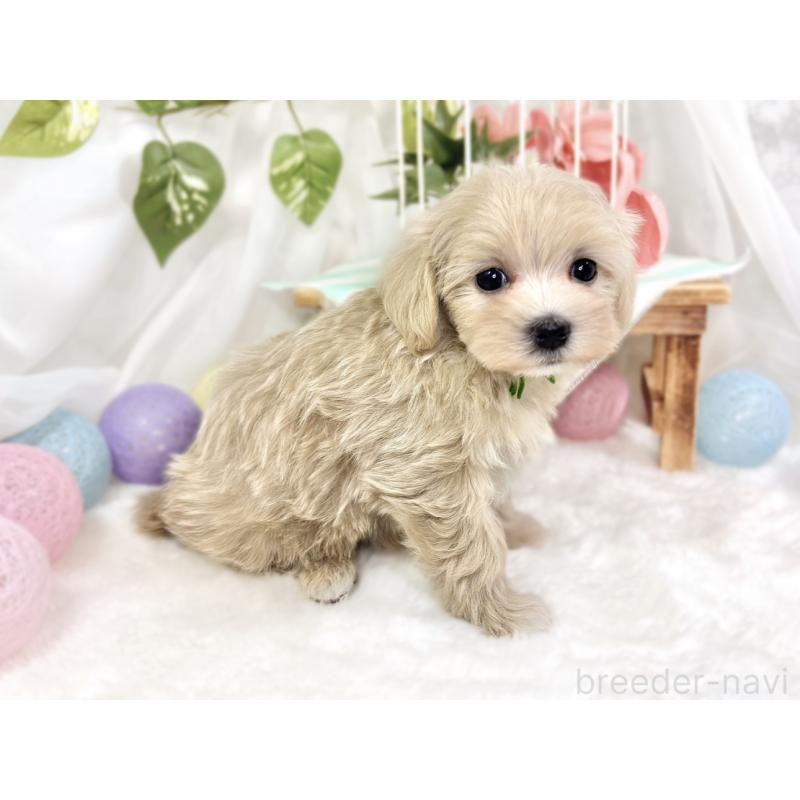 成約済の滋賀県のマルプー:マルチーズ×トイプードル-423349の3枚目