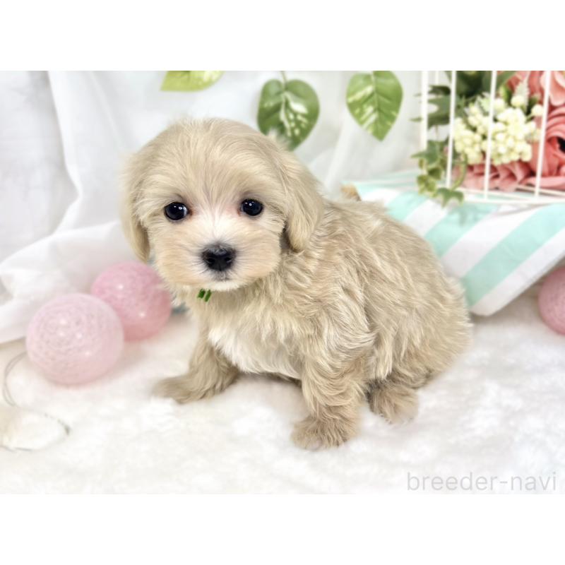 成約済の滋賀県のマルプー:マルチーズ×トイプードル-423349の2枚目