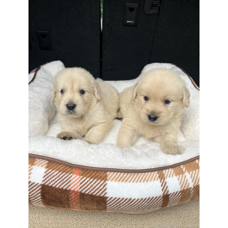 販売中の大分県のゴールデンレトリーバー-424569の1枚目