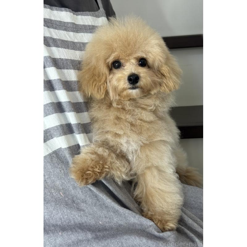 販売中の大阪府のタイニープードル-405950の4枚目