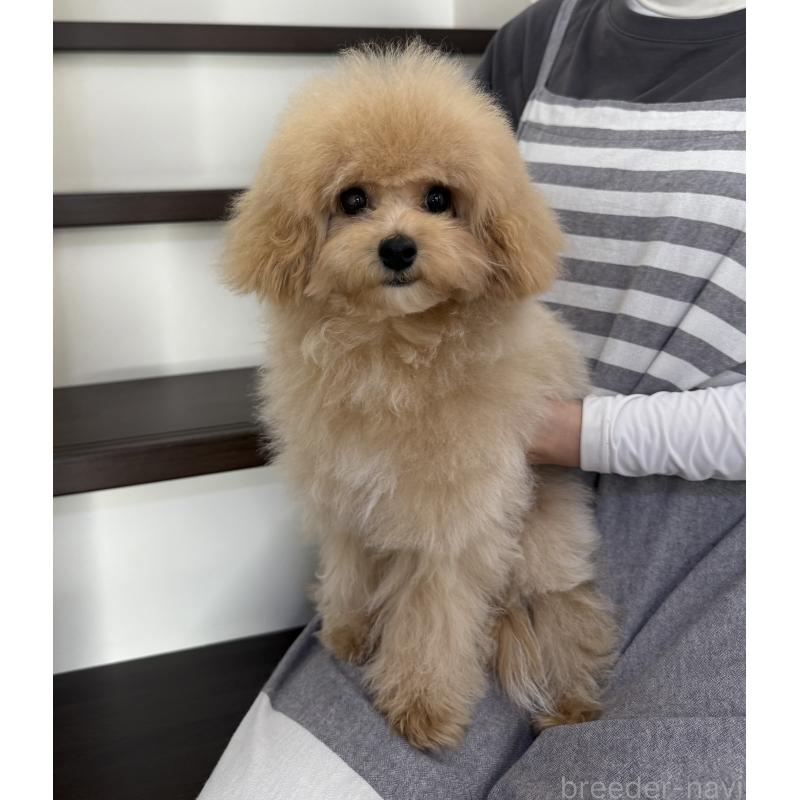 販売中の大阪府のタイニープードル-405950の3枚目