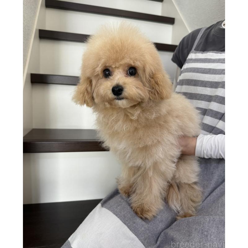 販売中の大阪府のタイニープードル-405950の2枚目