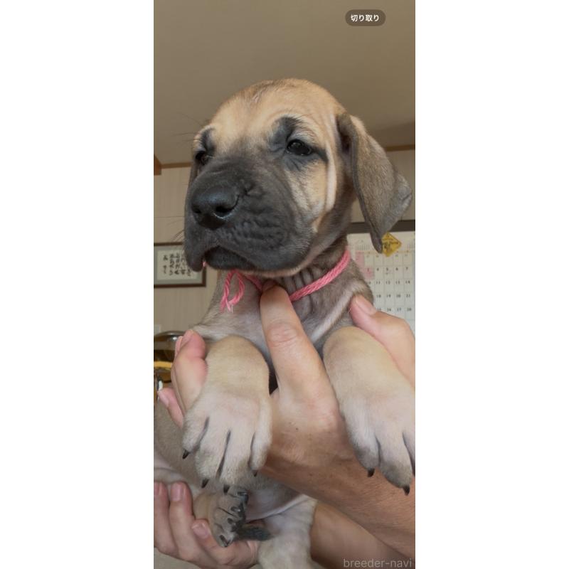 販売中の佐賀県のグレートデン-424570の7枚目