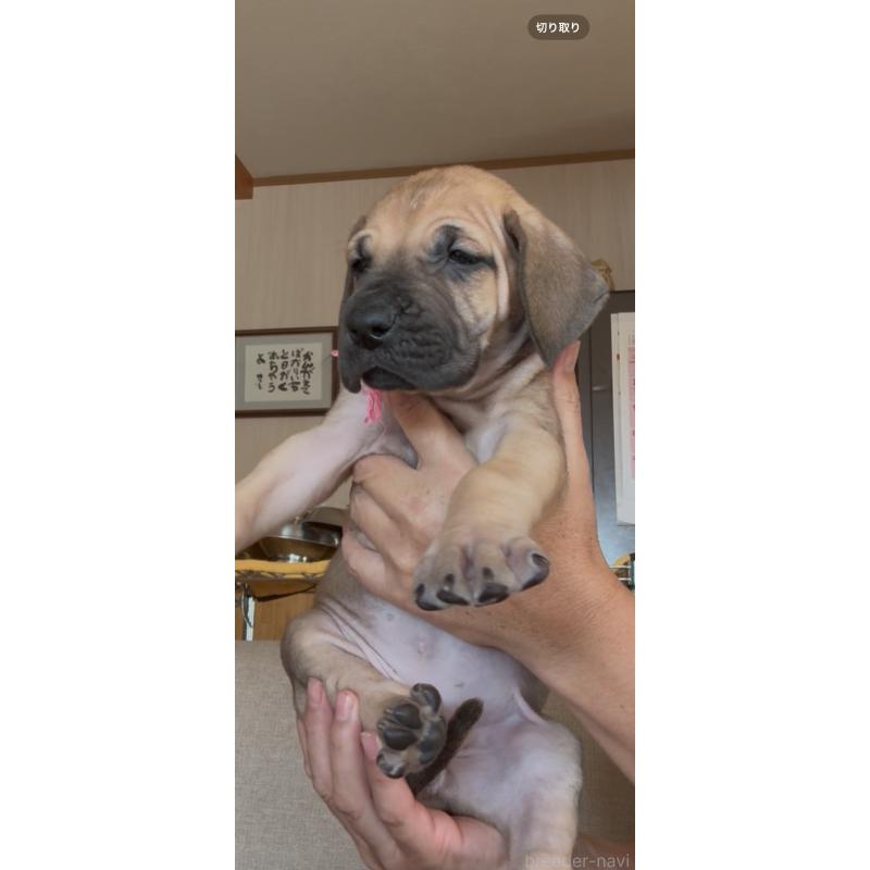 販売中の佐賀県のグレートデン-424570の3枚目