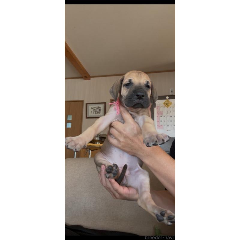 販売中の佐賀県のグレートデン-424570の2枚目