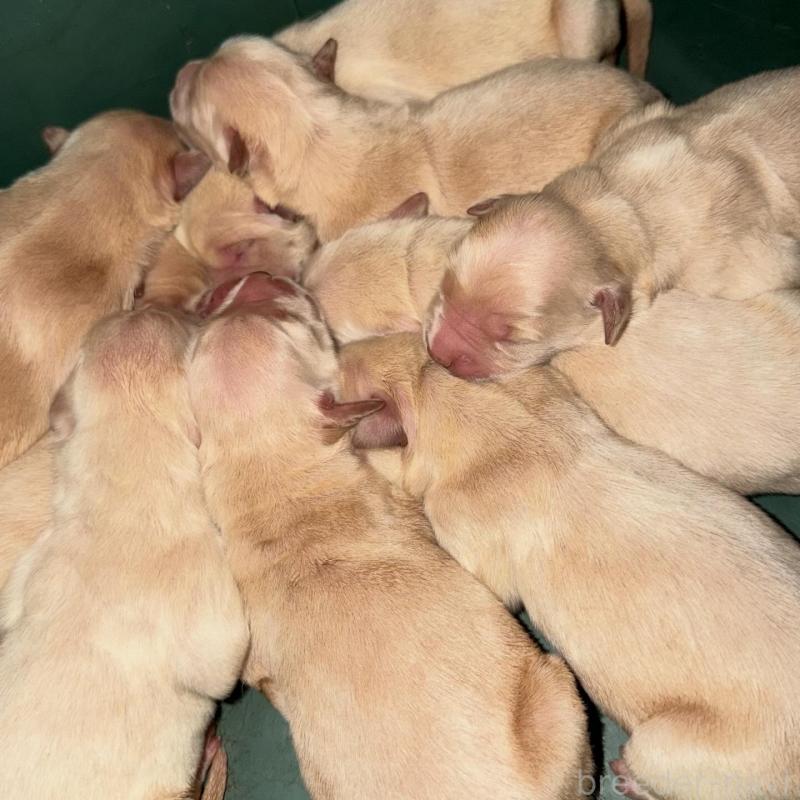 販売中の東京都のゴールデンレトリーバー-424571の1枚目