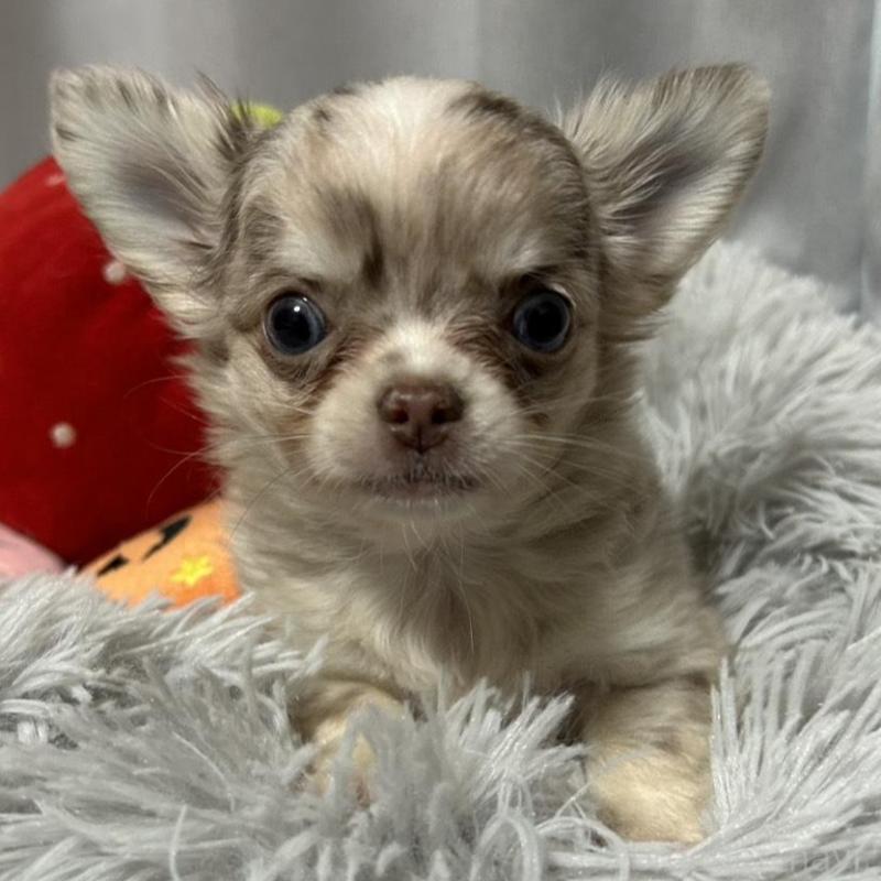 販売中の愛知県のチワワ(ロングコート)-424572の5枚目