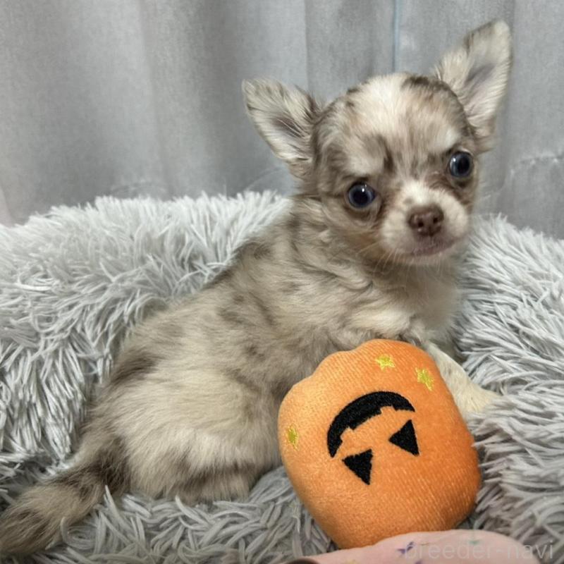 販売中の愛知県のチワワ(ロングコート)-424572の4枚目