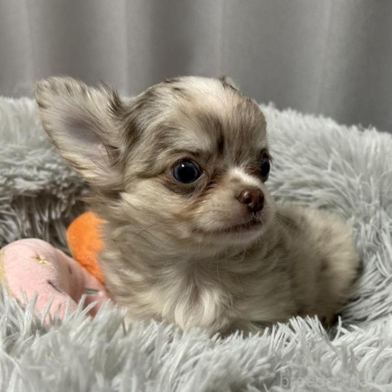 販売中の愛知県のチワワ(ロングコート)-424572の3枚目