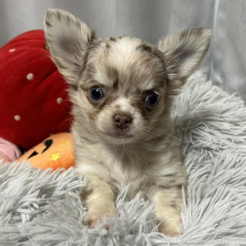 販売中の愛知県のチワワ(ロングコート)-424572