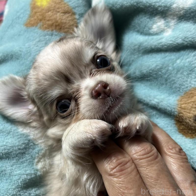 販売中の愛知県のチワワ(ロングコート)-424572の2枚目