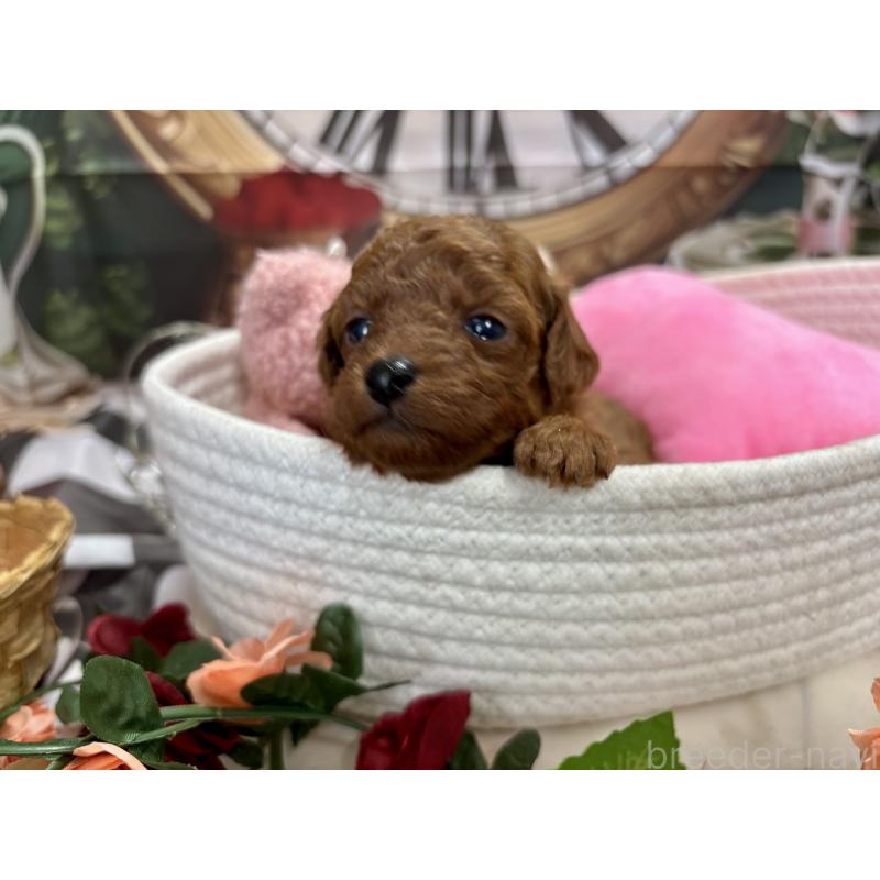 販売中の栃木県のトイプードル-423220