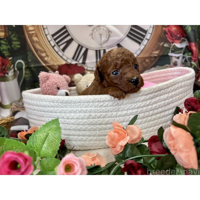 販売中の栃木県のトイプードル-423220の9枚目