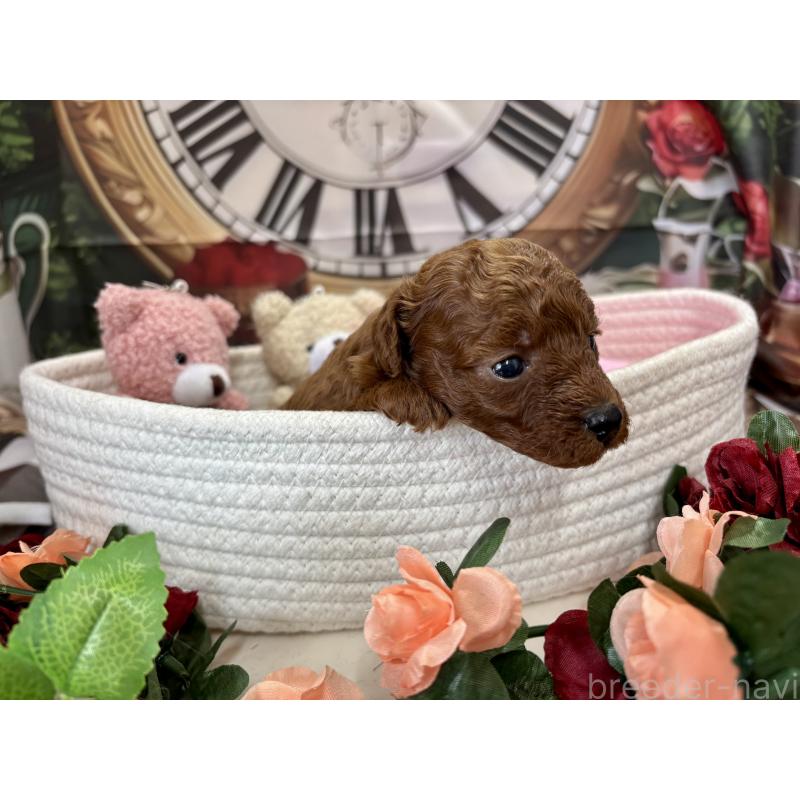 販売中の栃木県のトイプードル-423220の8枚目