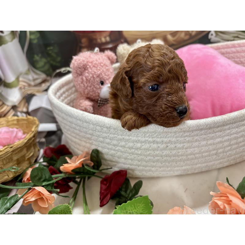 販売中の栃木県のトイプードル-423220の7枚目