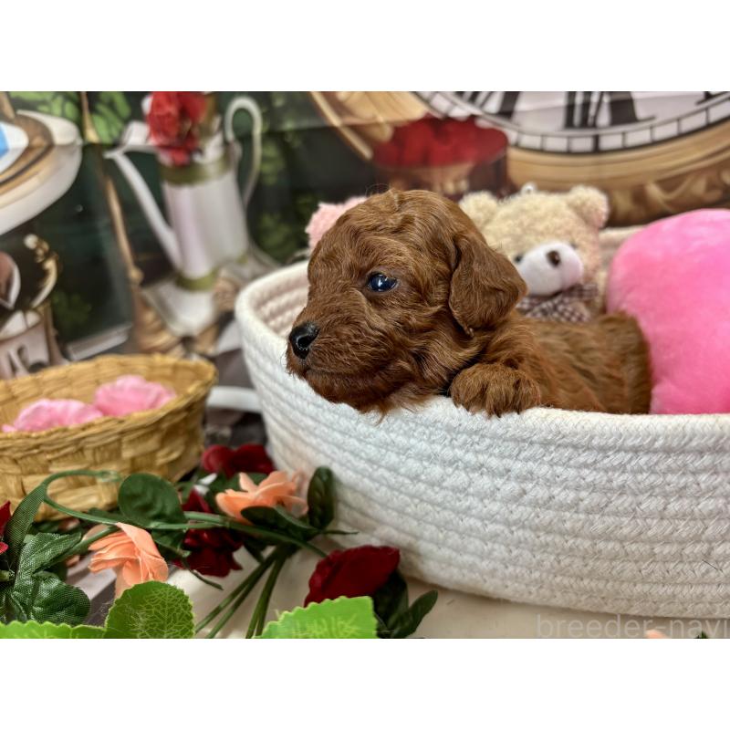 販売中の栃木県のトイプードル-423220の6枚目