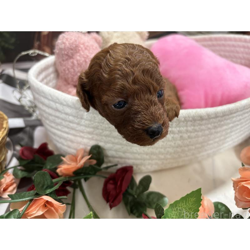 販売中の栃木県のトイプードル-423220の5枚目