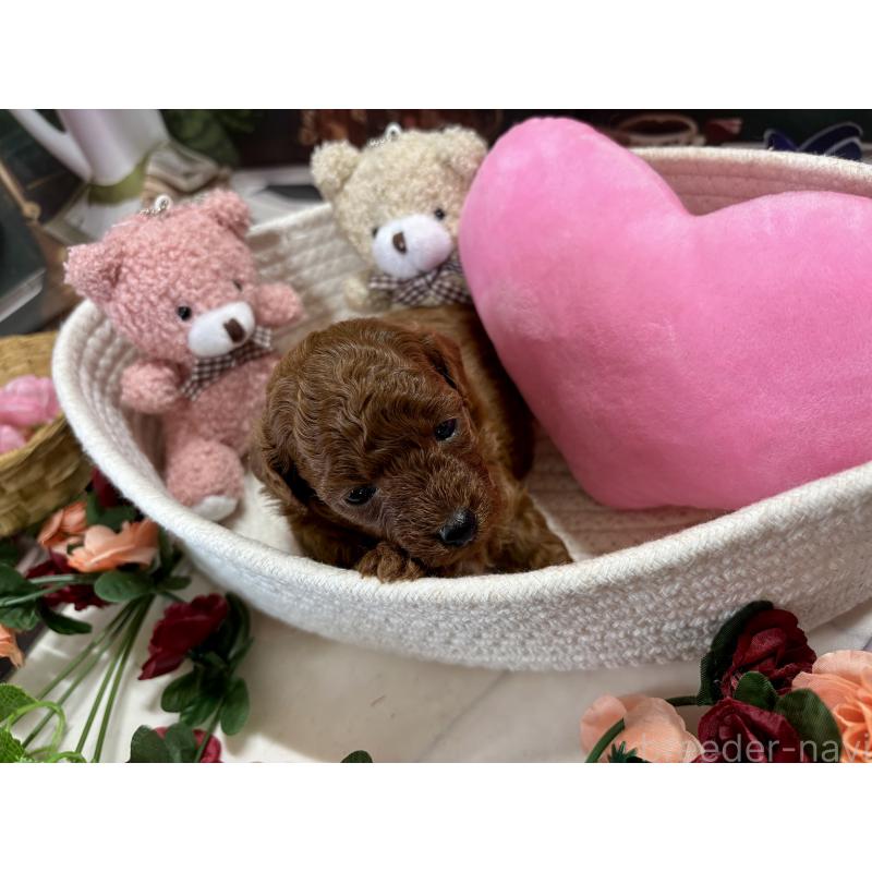 販売中の栃木県のトイプードル-423220の4枚目