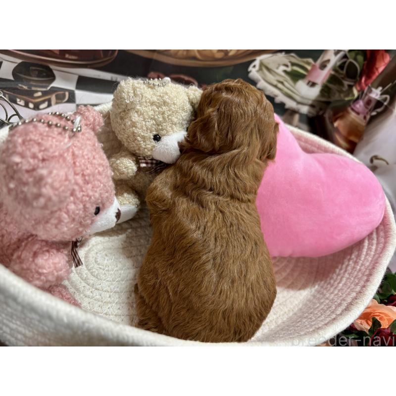 販売中の栃木県のトイプードル-423220の3枚目