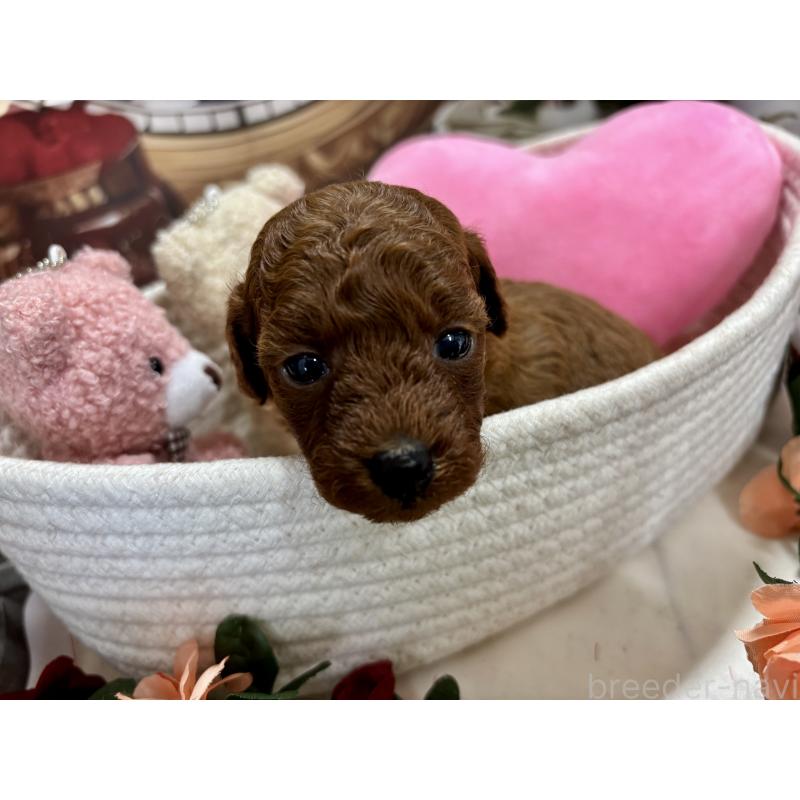 販売中の栃木県のトイプードル-423220の2枚目