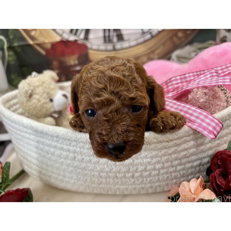 販売中の栃木県のトイプードル-423222