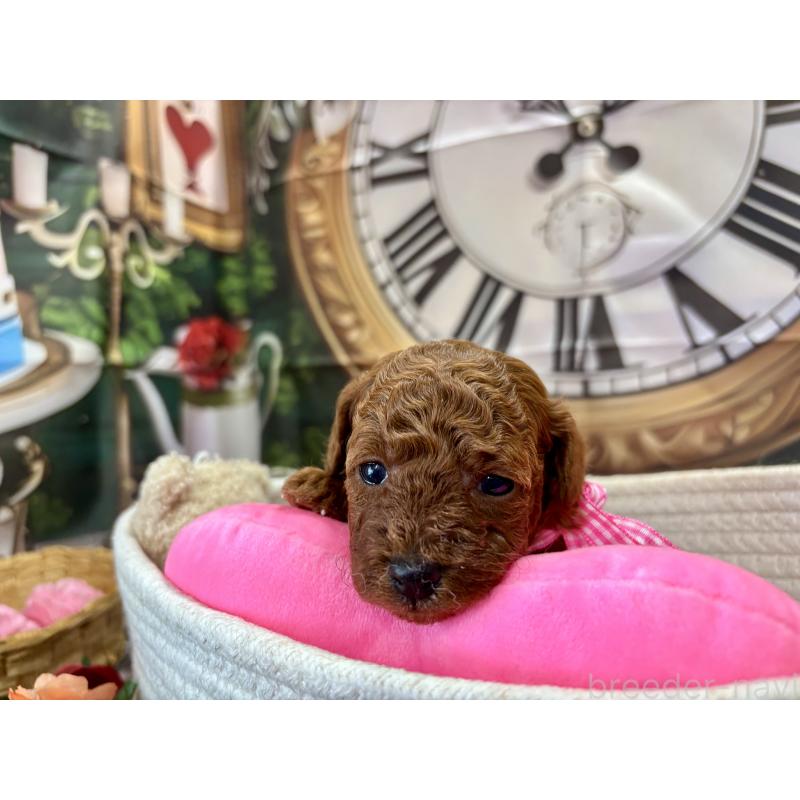 販売中の栃木県のトイプードル-423222の8枚目