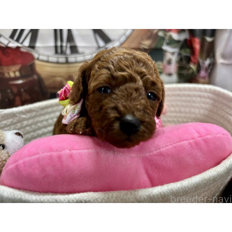 販売中の栃木県のトイプードル-423222の7枚目