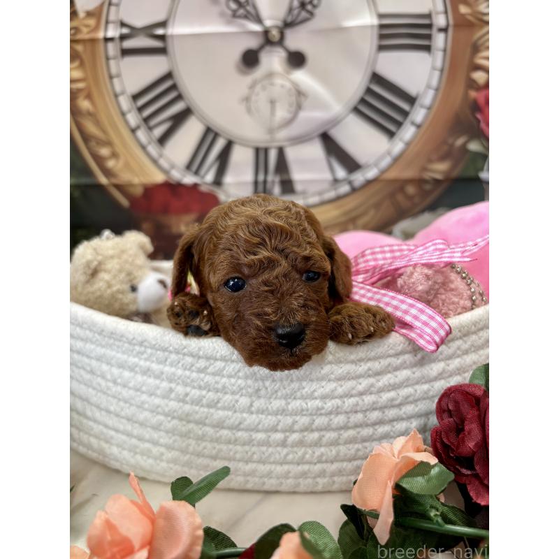 販売中の栃木県のトイプードル-423222の6枚目