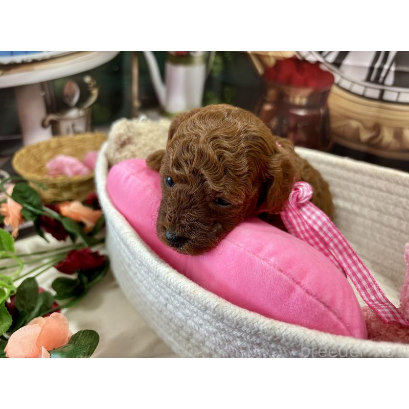 販売中の栃木県のトイプードル-423222の5枚目