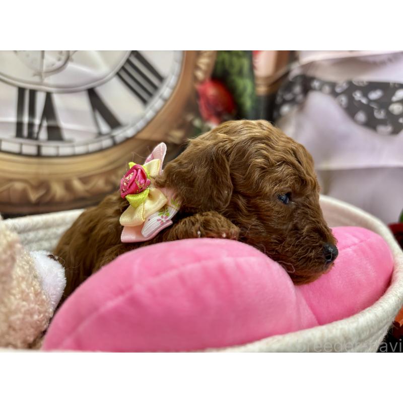 販売中の栃木県のトイプードル-423222の4枚目