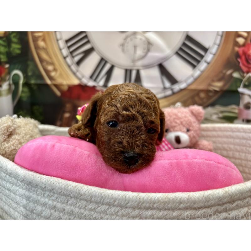 販売中の栃木県のトイプードル-423222の3枚目