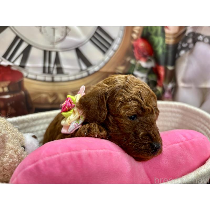 販売中の栃木県のトイプードル-423222の2枚目