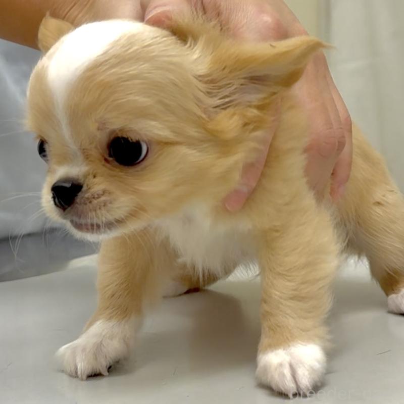 販売中の東京都のチワワ(ロングコート)-423973