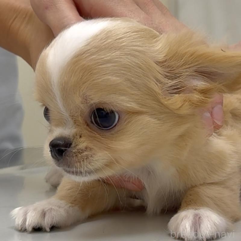 販売中の東京都のチワワ(ロングコート)-423973の7枚目