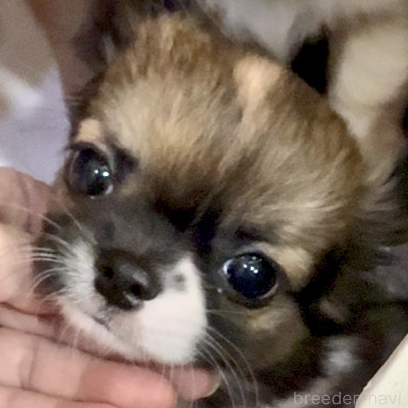 販売中の東京都のチワワ(ロングコート)-423971