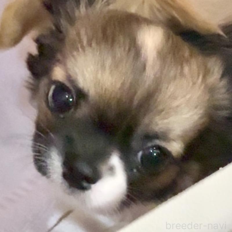 販売中の東京都のチワワ(ロングコート)-423971の4枚目