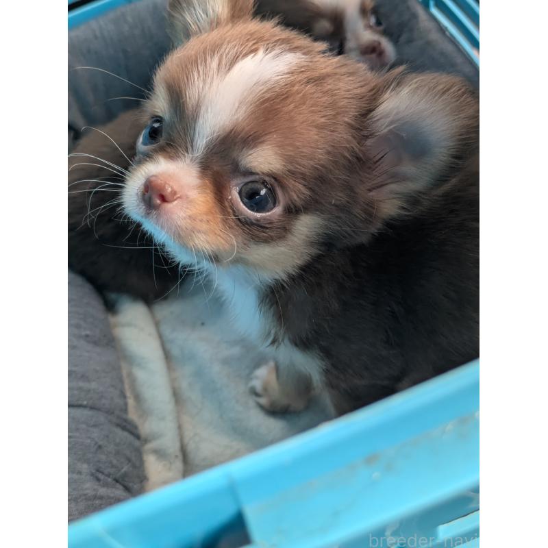 商談中の埼玉県のチワワ(ロングコート)-424802の3枚目