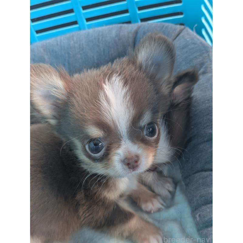 商談中の埼玉県のチワワ(ロングコート)-424802の2枚目