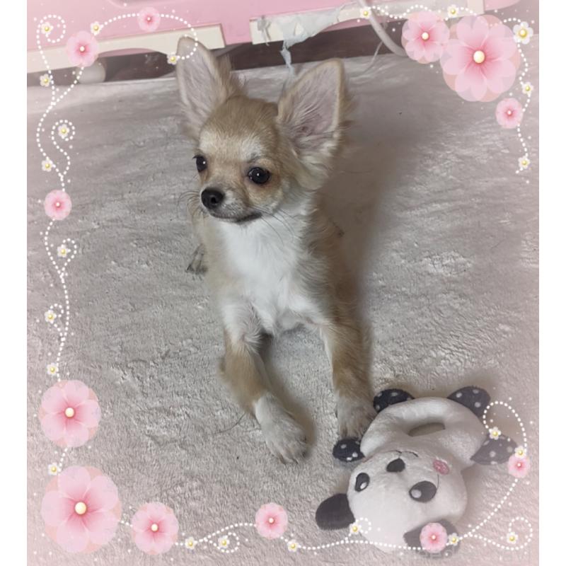 販売中の東京都のチワワ(ロングコート)-406728の4枚目