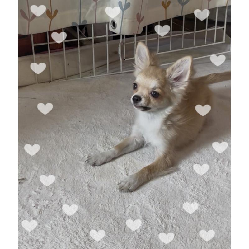 販売中の東京都のチワワ(ロングコート)-406728