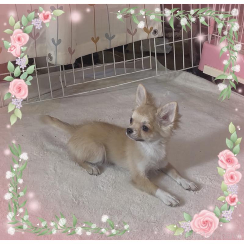 販売中の東京都のチワワ(ロングコート)-406728の3枚目