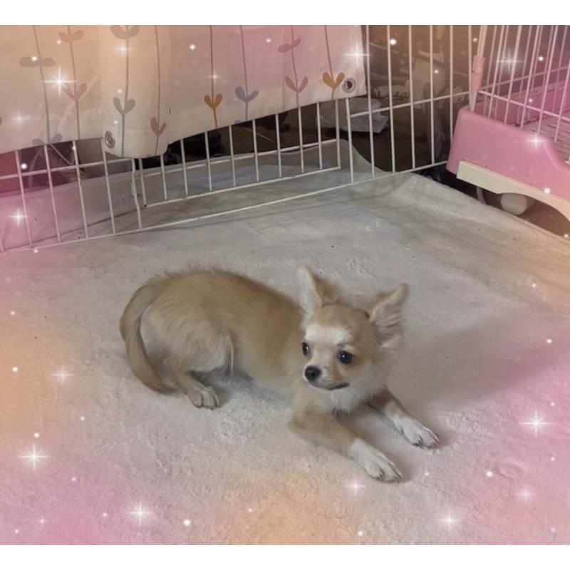 販売中の東京都のチワワ(ロングコート)-406728の2枚目