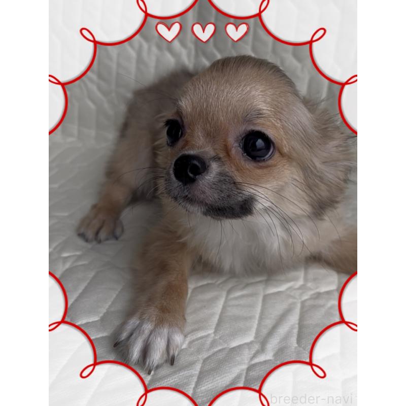 販売中の東京都のチワワ(ロングコート)-406718の3枚目