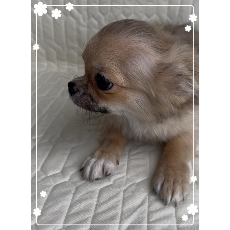 販売中の東京都のチワワ(ロングコート)-406718の2枚目