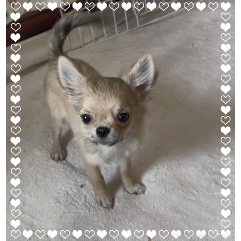 販売中の東京都のチワワ(ロングコート)-424801の1枚目