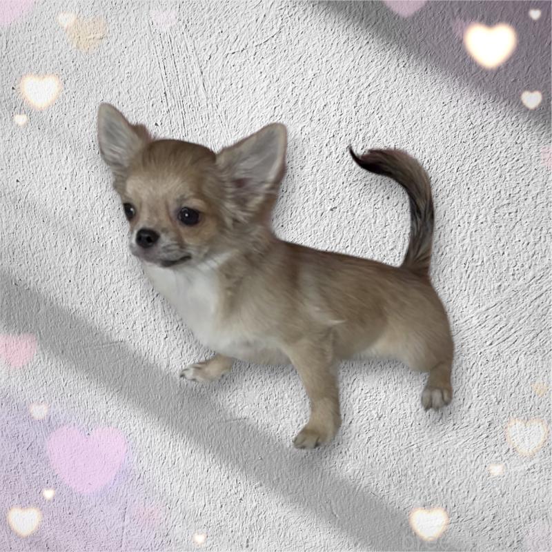 販売中の東京都のチワワ(ロングコート)-424801の2枚目